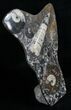 Fossil Goniatite & Orthoceras Sculpture - #4943-1